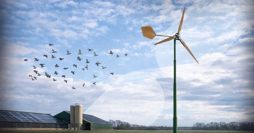 Kleine windmolen agrarisch: impact op vogels en vleermuizen beperkt