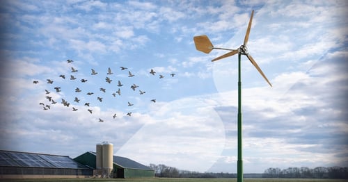 Kleine windmolen agrarisch: impact op vogels en vleermuizen beperkt