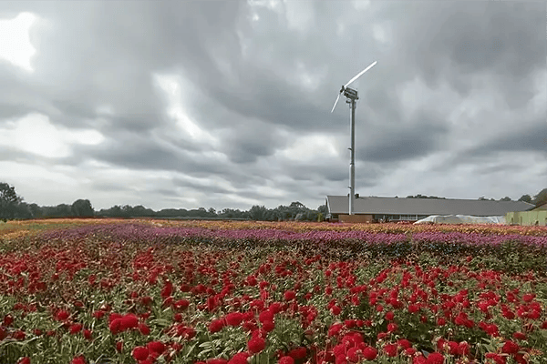 Bloemenboers zijn zelfvoorzienend in energie met een grote windturbine