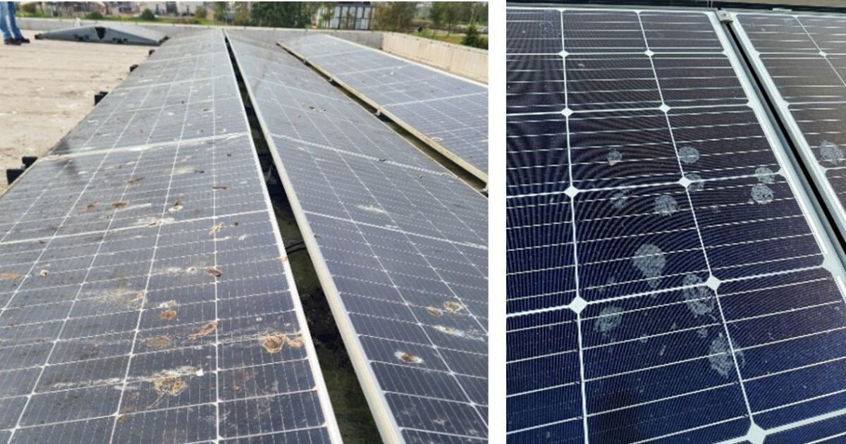 Vogelpoep op zonnepanelen (2)